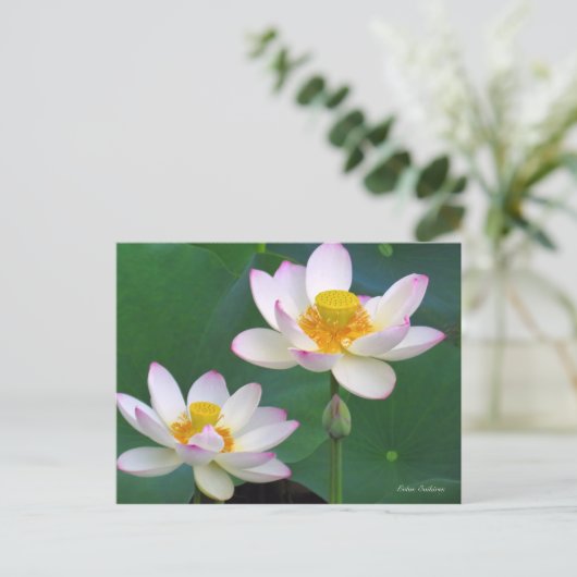 Lotus "Suihiren" ポストカード (スタンド正面)