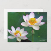 Lotus "Suihiren" ポストカード (正面/裏面)
