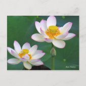 Lotus "Suihiren" ポストカード (正面)