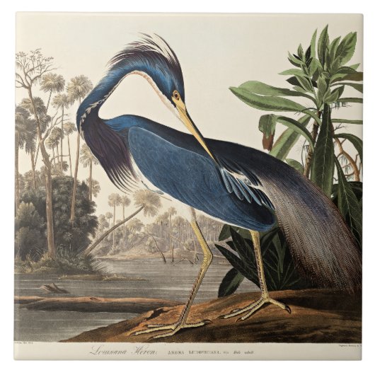 Louisiana Heron from Birds of America タイル (正面)