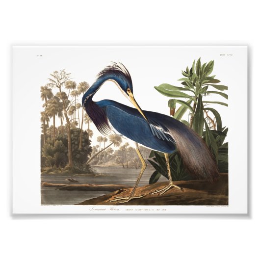 Louisiana Heron from Birds of America (1827) フォトプリント (正面)
