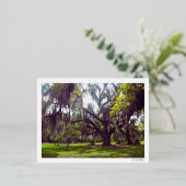 Louisiana Oak Tree Postcard 箔シーズンポストカード (立ち正面)