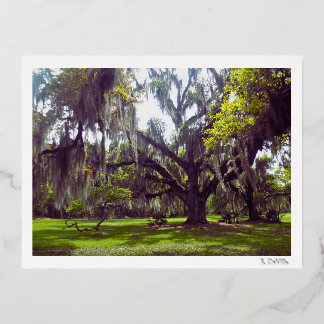 Louisiana Oak Tree Postcard 箔シーズンポストカード