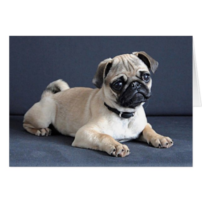 Loungingソファの子犬 (正面横)