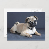 Loungingソファの子犬 ポストカード (正面/裏面)