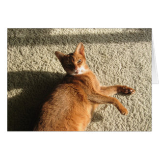 Lounging子猫カード