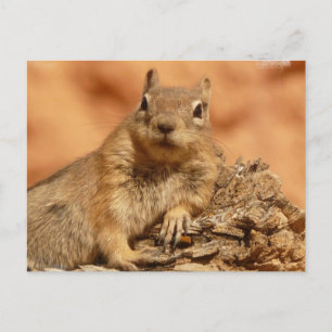Louning Chipmunkはがき ポストカード