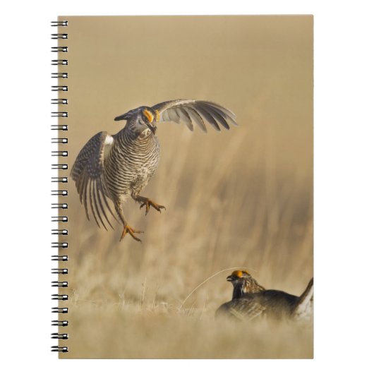 Loup Countyで少なくとも雄の草原の鶏 ノートブック (正面)