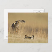 Loup Countyで少なくとも雄の草原の鶏 ポストカード (正面/裏面)