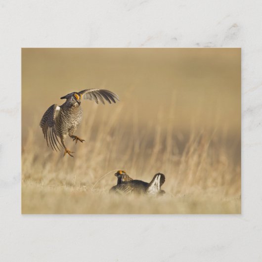 Loup Countyで少なくとも雄の草原の鶏 ポストカード (正面)