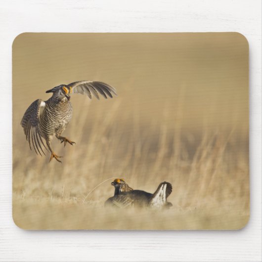 Loup Countyで少なくとも雄の草原の鶏 マウスパッド (正面)