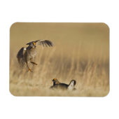 Loup Countyで少なくとも雄の草原の鶏 マグネット (横)