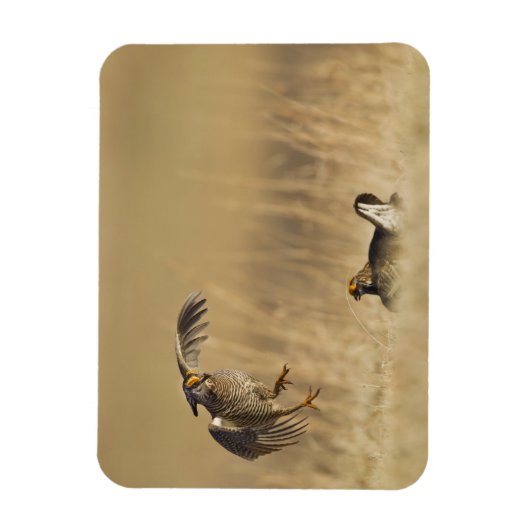 Loup Countyで少なくとも雄の草原の鶏 マグネット (縦)