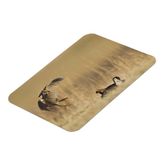 Loup Countyで少なくとも雄の草原の鶏 マグネット (左側)