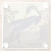 Lousiana Heron in Gray, Green, and Blue by Audubon ガラスコースター (裏面)