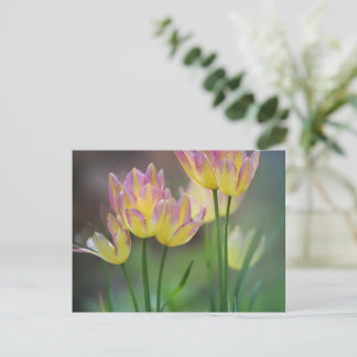 Love ポストカード