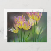 Love ポストカード (正面/裏面)