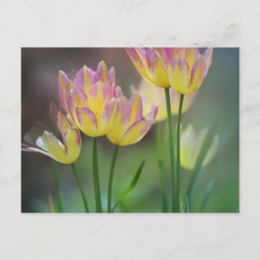 Love ポストカード (正面)