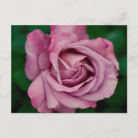 Love ポストカード (正面)