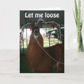 LOVE A LLAMA..OR SOMEONE ELSE...SEND HIM OUT TODAY カード (正面)