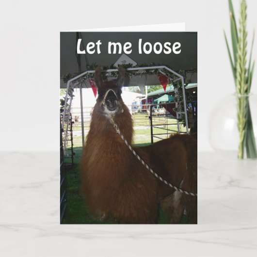 LOVE A LLAMA..OR SOMEONE ELSE...SEND HIM OUT TODAY カード (正面)