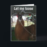 LOVE A LLAMA..OR SOMEONE ELSE...SEND HIM OUT TODAY カード<br><div class="desc">This LLAMA loves the camera and he loves saying HAPPY BIRTHDAY for you to your family member or friend.</div>