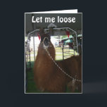 LOVE A LLAMA..OR SOMEONE ELSE...SEND HIM OUT TODAY カード<br><div class="desc">This LLAMA loves the camera and he loves saying HAPPY BIRTHDAY for you to your family member or friend.</div>