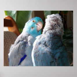 Love Birds - Pacific Parrotlet鳥のポスター写真 ポスター