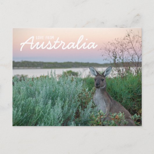 Love From Australia Kangaroo Sunset Lakeはがき ポストカード (正面)