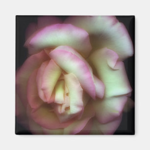 <Love is a Rose> Nathanグリフィス著 マグネット