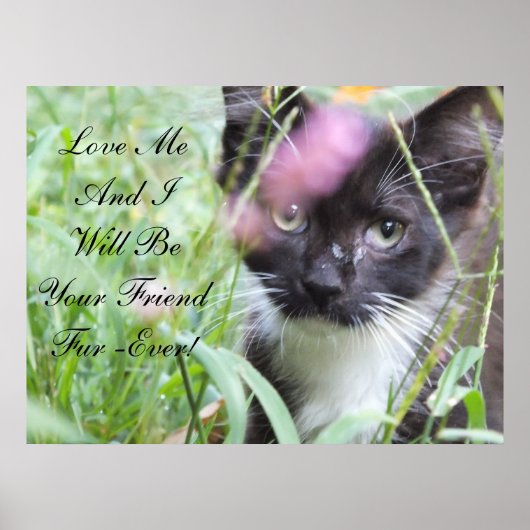 Love Me Kitten Poster ポスター (正面)
