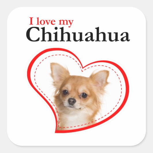 Love My Chihuahua Stickers スクエアシール (正面)