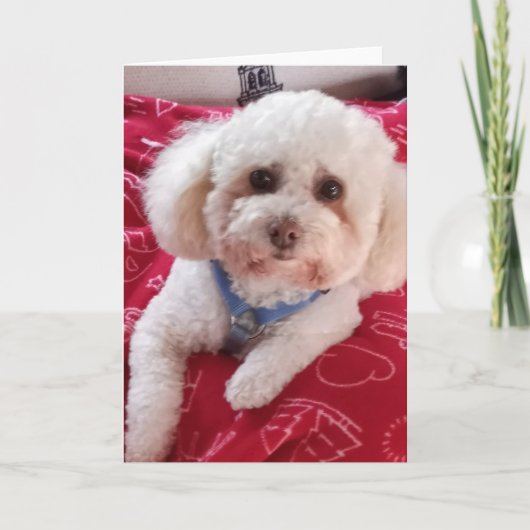 Love My Poodle Greeting Card カード (正面)