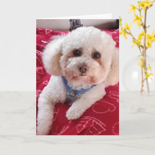 Love My Poodle Greeting Card カード (黄色い花)