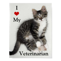 Love My Veterinarian Zorro子猫ポスター
