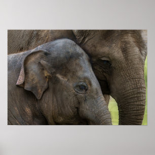 Love Of A Mother Elephant ポスター