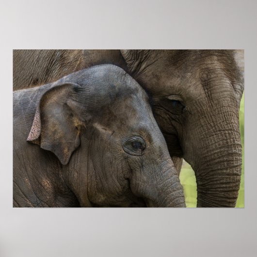 Love Of A Mother Elephant ポスター (正面)