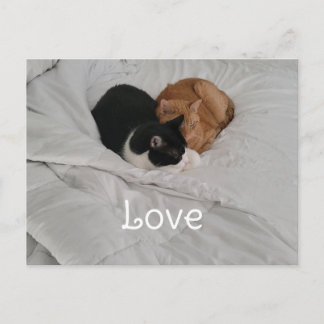 Love with Cat Heart Postcard シーズンポストカード