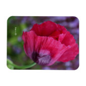  lovelyなピンクとパープルのポピー花 マグネット (横)