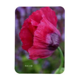  lovelyなピンクとパープルのポピー花 マグネット