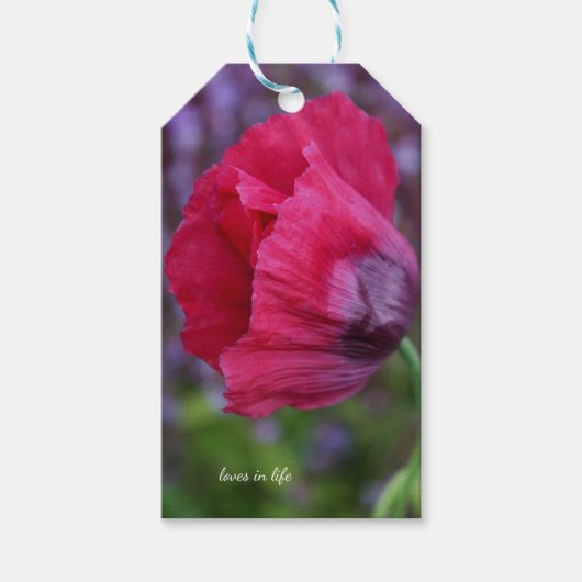  lovelyピンク＆パープルのポピー花 ギフトタグ (正面)