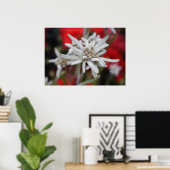 Lovely Edelweiss Leontopodium nivale ポスター (ホームオフィス)