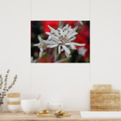Lovely Edelweiss Leontopodium nivale ポスター (キッチン)
