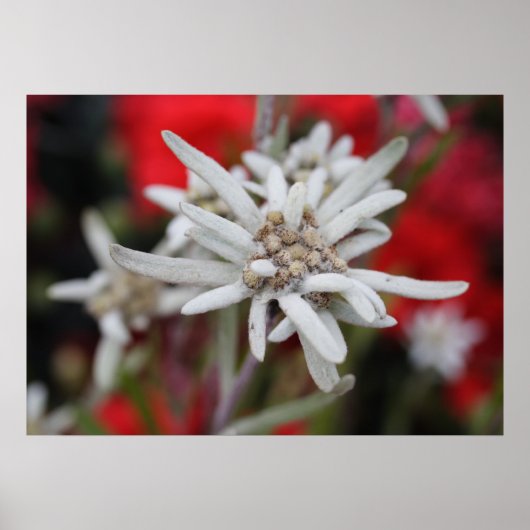 Lovely Edelweiss Leontopodium nivale ポスター (正面)