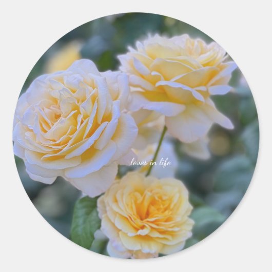 lovely light yellow rose ラウンドシール (正面)