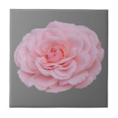 Lovely pink rose タイル (正面)