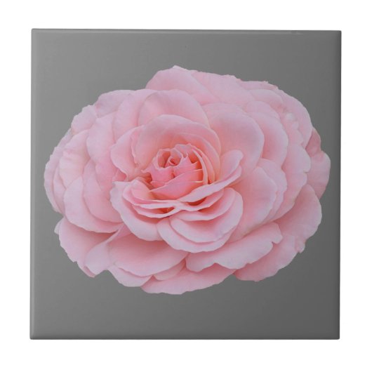 Lovely pink rose タイル (正面)