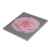 Lovely pink rose タイル (側面)
