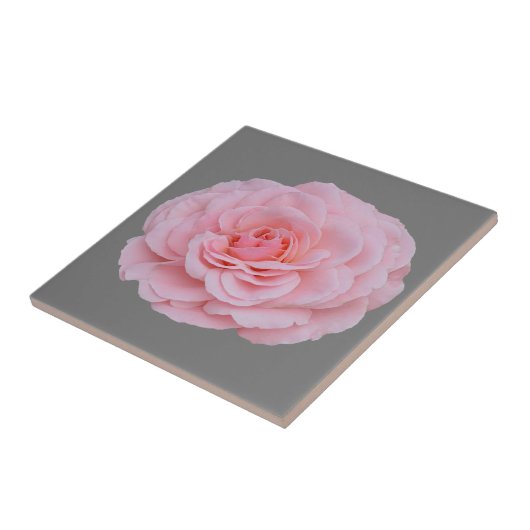 Lovely pink rose タイル (側面)