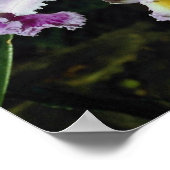 LovelyOrchid, cattleya-hybrid, cattleya (trianae x ポスター (角)